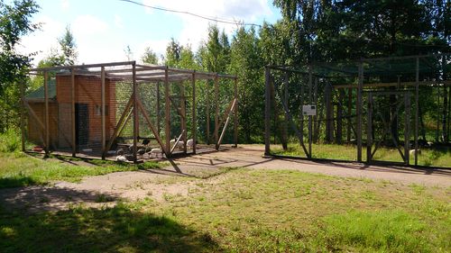 Индюки и павлины other2